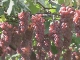 Vineyards of Yamanashi (日本)