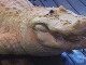 White Gators in Gatorland (United States)