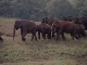 Wild elephants (インド)