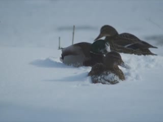 صور Winter in Sapporo ألطَّقص