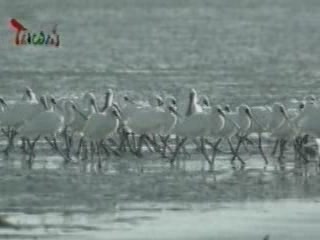 صور Wintering Black-faced Spoonbil ألحيوَانَات