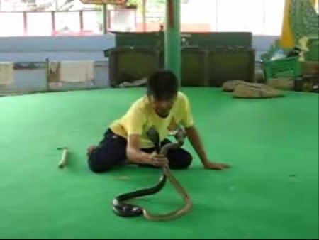 صور Snake Farm ألحيوَانَات