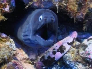 صور Azores, diving غوص