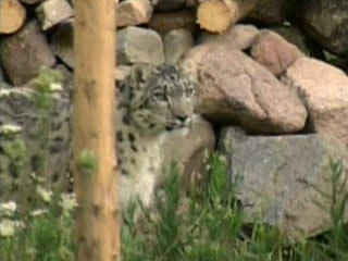 صور Snow leopard ألحيوَانَات