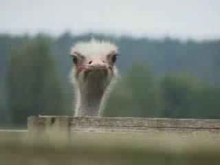 صور Ostrich farm ألحيوَانَات