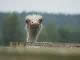 Ostrich farm (Russia)