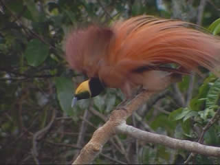 صور Nature of Papua New Guinea ألطَّقص