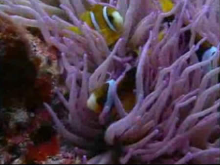 صور Vanuatu, diving غوص