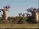 Madagascar, baobabs