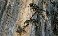 Samaria-gorge 图片