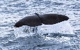 Whale Safari, Andenes Images