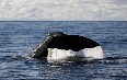 Whale Safari, Andenes 图片