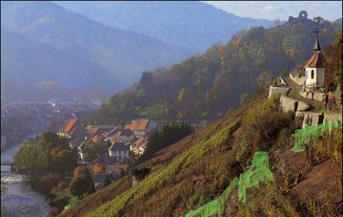 Alsace is famous for its vineyards (especially along the 170 km of the Route des Vins d'Alsace from Marlenheim to Thann) and the Vosges mountains with dense forests and picturesque lakes