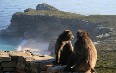 Cape of Good Hope 写真