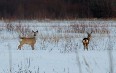 Estonia, nature Images