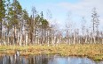 Estonia, nature Images