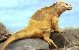 Galapagos Images