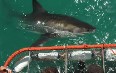 Gansbaai, Shark Cage Diving صور