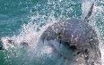Gansbaai, Shark Cage Diving Images