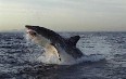 Gansbaai, Shark Cage Diving 写真