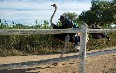 Highgate Ostrich Show Farm Images