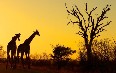 Kruger National Park Images