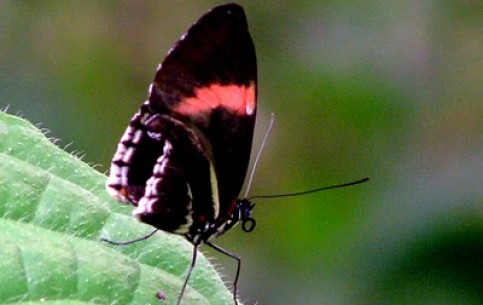 In Mariposario, Mindo there is an opportunity to observe all stages of development of butterflies - from dolls to beautiful creatures