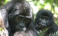 Mugahinga Gorilla National Park 写真