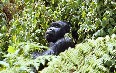 Mugahinga Gorilla National Park 写真