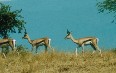Nechisar National Park Images