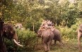 Safari in Nepal  图片