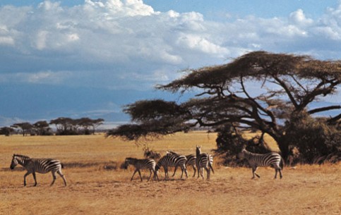 Serengeti National Park is a pride of Kenya. At its endless plains can be found more than 500 varieties of birds and 35 species of animals