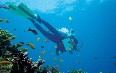 Seychelles, diving Images