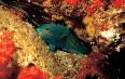 Seychelles, diving Images