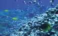 Seychelles, diving Images