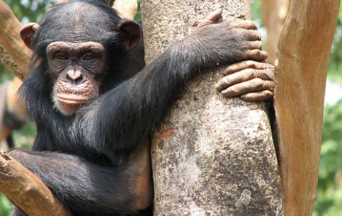 In the Tacugama Chimpanzee Sanctuary tourists can observe life of these amazing anthropoid apes