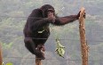 Tacugama Chimpanzee Sanctuary 写真