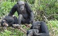 Tacugama Chimpanzee Sanctuary Images