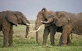 Tanzania, animals 图片