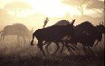 Serengeti National Park 写真