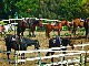 Ace Hi Ranch Horse Riding (Australia)