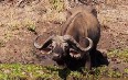 African Buffalo in Meru National Park صور