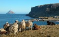 Agriculture in Greenland 写真