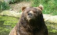 Alaska's Kodiak bears Images