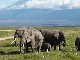 アンボセリ国立公園 (ケニア)