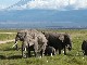 Amboseli National Park