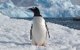 Antarctic Voyage on board mv Plancius 写真