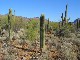 Arizona-Sonora Desert Museum