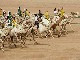 Bedouin Camel Race (埃及)