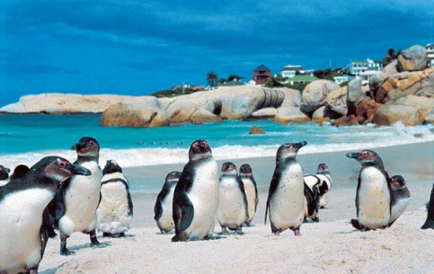 Поездки на пляж Боулдерс-Бич, где обитает знаменитая колония африканских черноногих пингвинов, одно из самых популярных в Кейптауне развлечений для туристов
